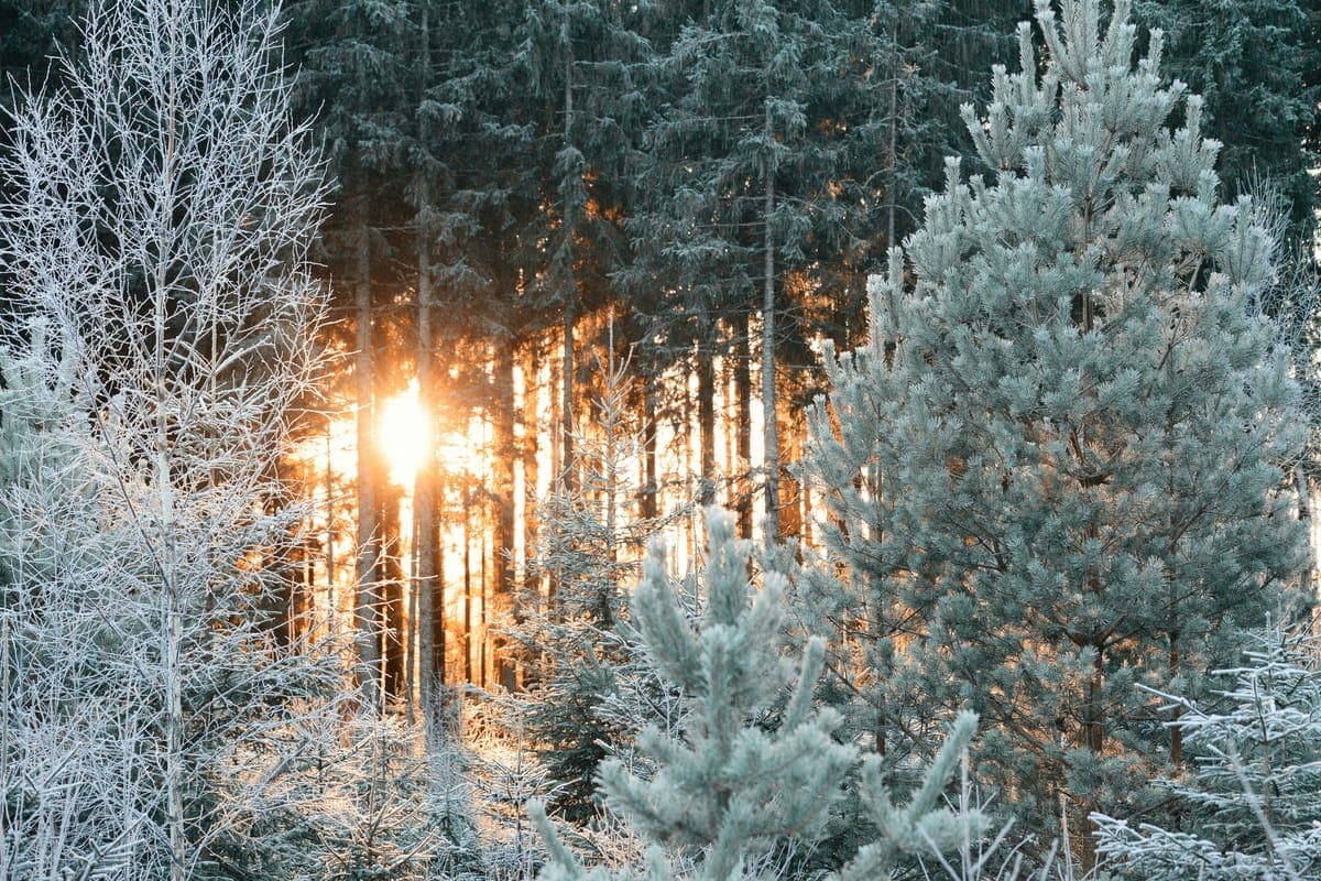 An image added to the post.